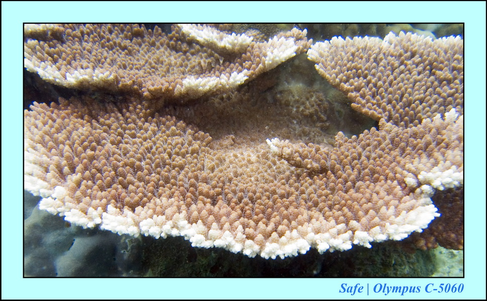 2008 - 07 - Perhentian - 049